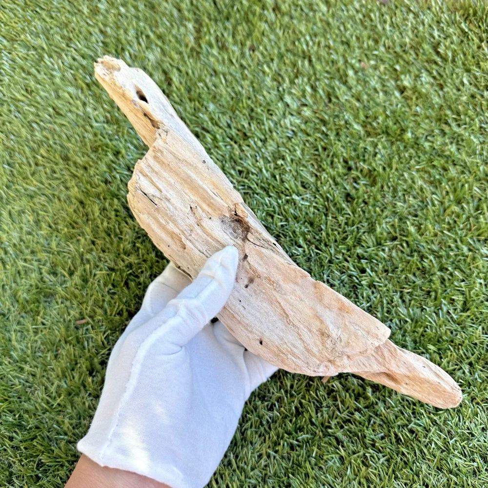 2 Natural Driftwood Pieces California Coast Rustic Beach Decor Aquarium Art
